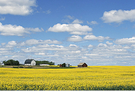 农场,油菜地,萨斯喀彻温,加拿大