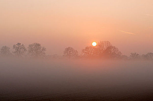 日出,树,雾,北莱茵威斯特伐利亚,德国,欧洲