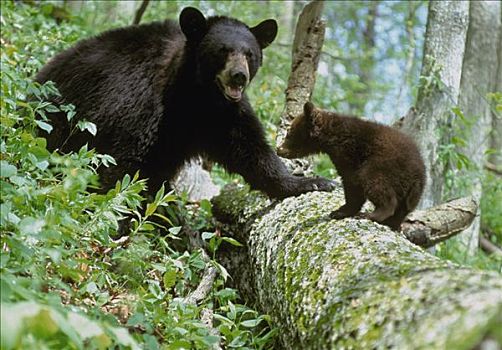 黑熊,美洲黑熊,幼兽,树干,北美