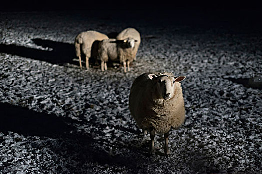 绵羊,夜晚