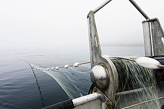 三文鱼,捕鱼,阿拉斯加,美国