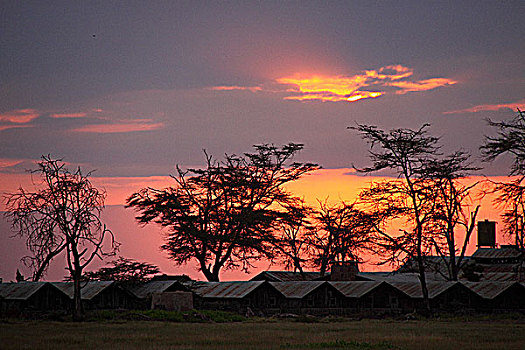 肯尼亚非洲大草原落日-营地树影