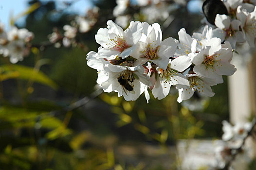 杏花,西班牙