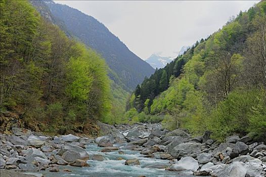 河,靠近,提契诺河,瑞士,欧洲