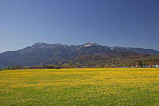蒲公英,草地,靠近,高山,巴伐利亚,德国