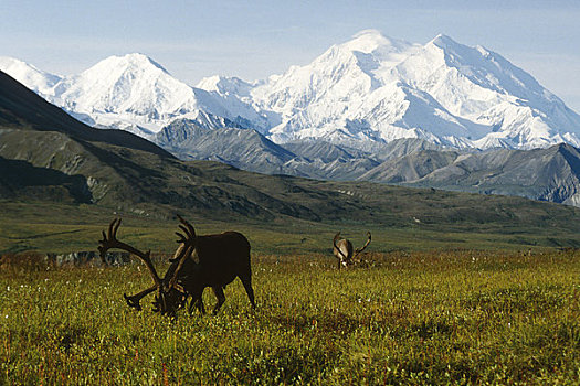 两个,北美驯鹿,苔原,山,麦金利山,阿拉斯加山脉,背景,德纳里峰国家公园,室内,阿拉斯加