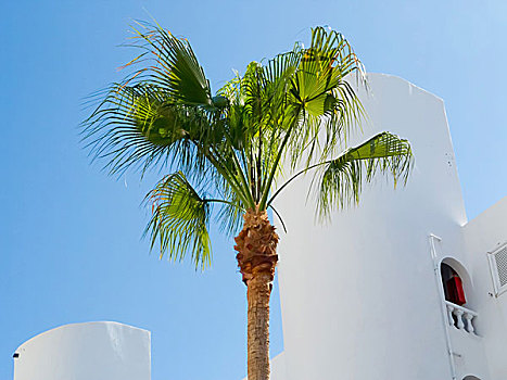 棕榈树,正面,刷白,房子