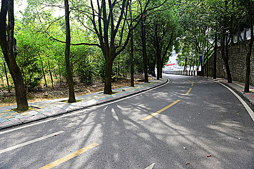 校园道路风景