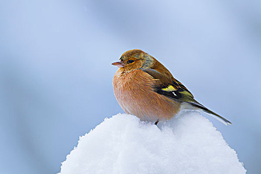 苍头燕雀,男性在冬季,德国
