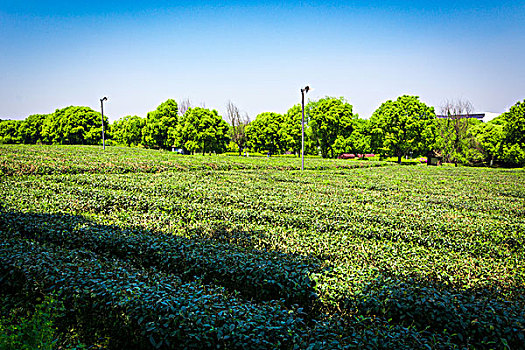 绿色茶园,种植山