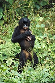 倭黑猩猩,肖像,雌性,站立,刚果