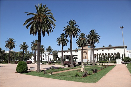 广场,棕榈树,卡萨布兰卡,摩洛哥,北非