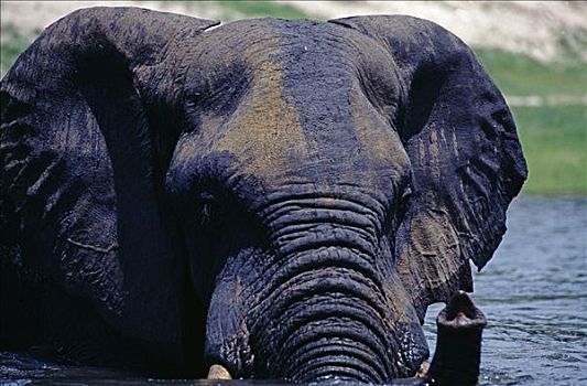 大象,非洲象,沐浴