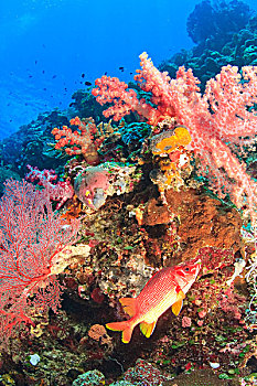 马刀,珊瑚,树,帕劳,密克罗尼西亚,洛克群岛,世界遗产,西部,太平洋