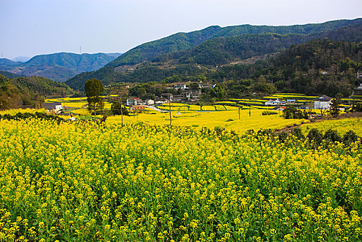 西畈,油菜花,花海,田园,梯田,春光