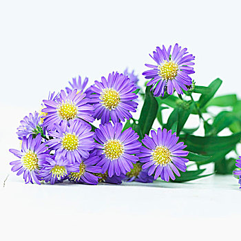 紫花,茂密,紫苑属