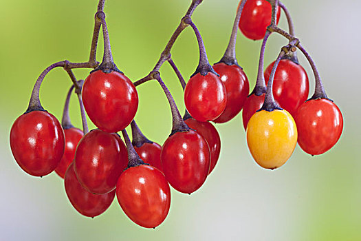 特写,南蛇藤,茄属植物,红色,浆果