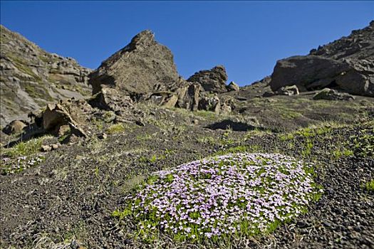 苔藓,怪诞,岩石构造,流纹岩,半岛,冰岛,大西洋