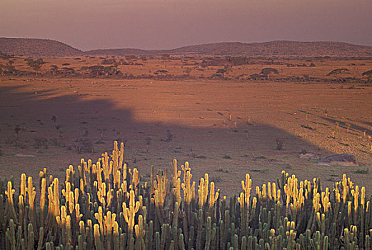 非洲,坦桑尼亚,塞伦盖蒂国家公园,风景