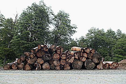 一堆,木柴,树林,巴塔哥尼亚,阿根廷