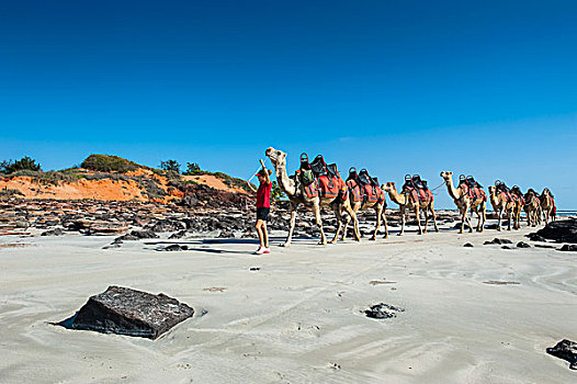 骆驼,准备好,旅游,凯布尔海滩,西澳大利亚州