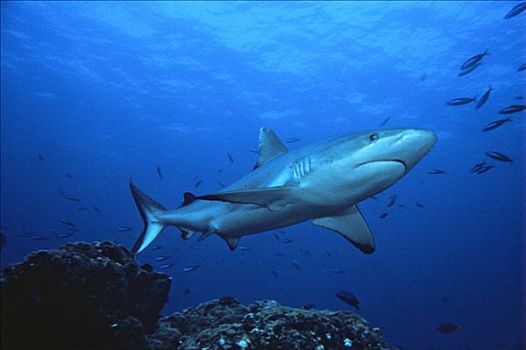 灰礁鲨,黑尾真鲨,水下拍摄,印度洋