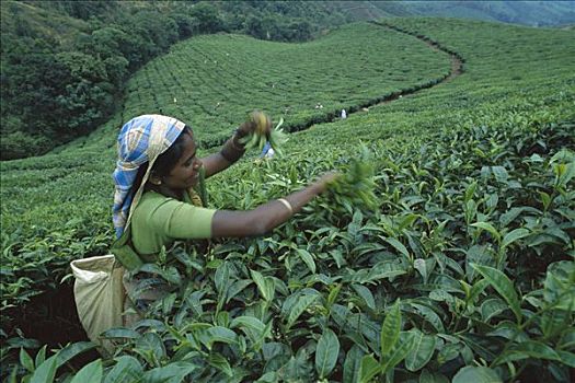 女人,收获,茶叶,种植园,印度
