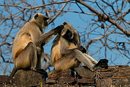 猴子,伦滕波尔国家公园,拉贾斯坦邦,印度