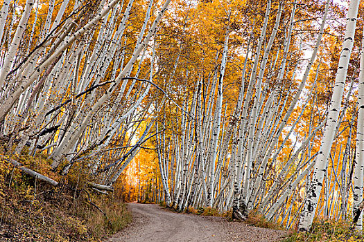 白杨,小树林,秋天,美元,道路,安肯帕格里国家森林,科罗拉多,美国,大幅,尺寸