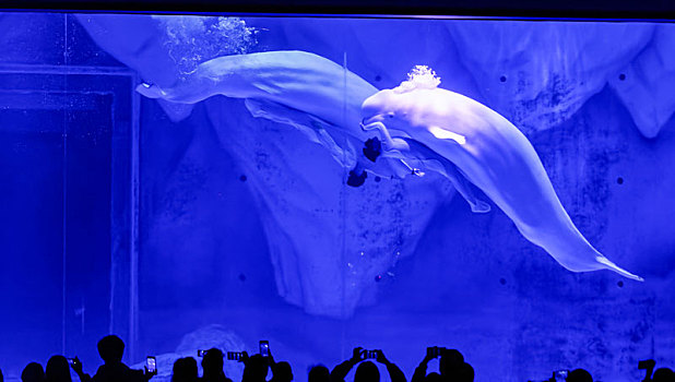 海洋公园白鲸表演