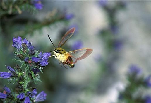 蜜蜂,天蛾,德国