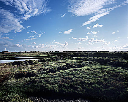 湿地,风景
