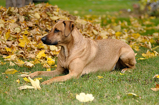 杂交品种,罗德西亚背脊犬,卧,正面,堆,叶子