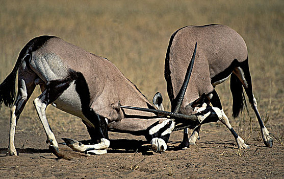 南非大羚羊,羚羊,卡拉哈迪大羚羊国家公园,南非