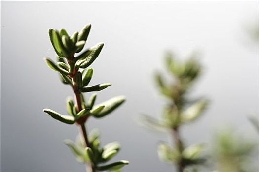 德国,植物,百里香