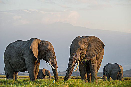 非洲,肯尼亚,安伯塞利国家公园,大象,大幅,尺寸