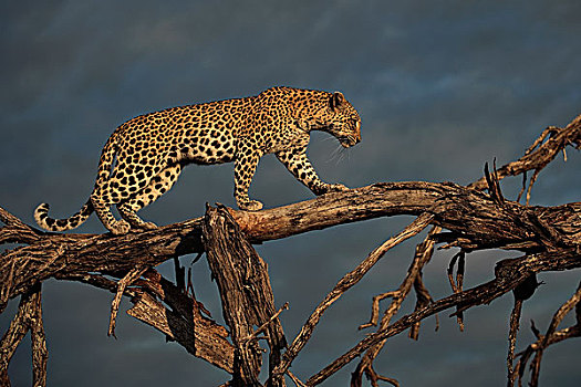 豹,树上,博茨瓦纳