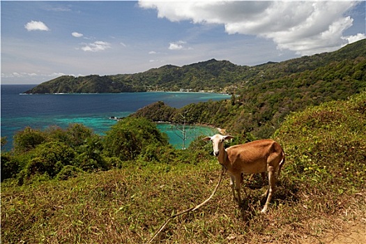 羊,多巴哥岛
