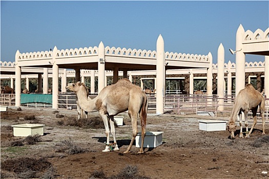 骆驼,农场,巴林,中东