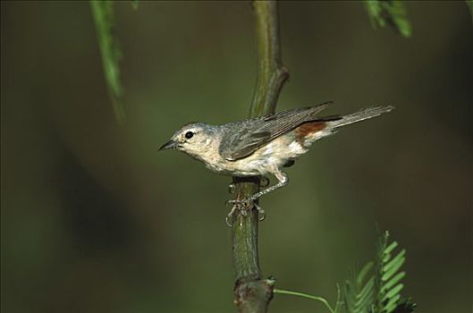 鸣禽,栖息,圣塔丽塔山,亚利桑那