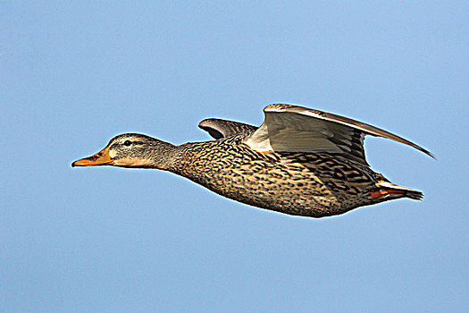 雌性,野鸭,飞行,不列颠哥伦比亚省,加拿大