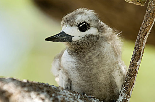 白色,燕鸥,幼禽,鸟岛,土阿莫土群岛,法属玻利尼西亚,太平洋