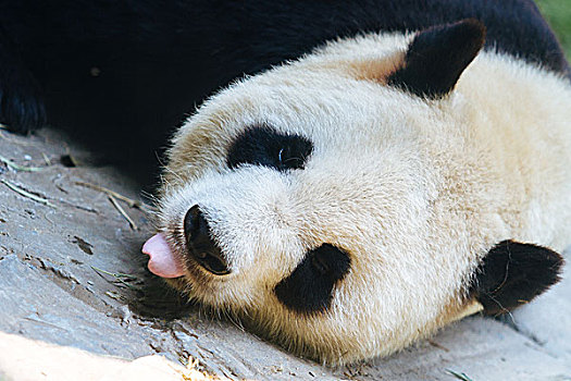 奥运熊猫