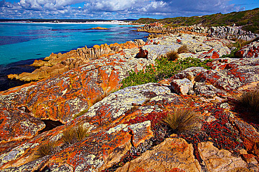 花冈岩,遮盖,橙色,苔藓,火焰湾,湾,塔斯马尼亚,澳大利亚