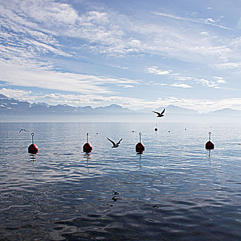 红色,浮漂,海鸥,日内瓦湖
