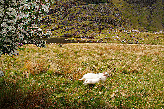 绵羊,间隙,户外,凯瑞郡,爱尔兰