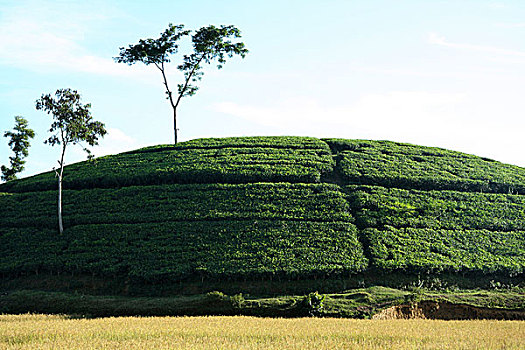 茶,花园,孟加拉,十一月,2008年,产业,低,山,茶园,培育,每年,制作