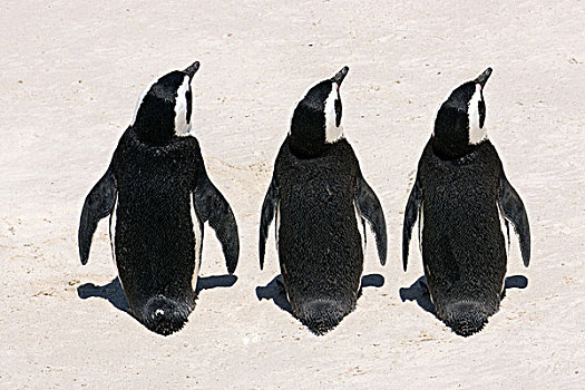 三个,非洲企鹅