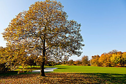 高尔夫,场地,树,秋天,北莱茵威斯特伐利亚,德国