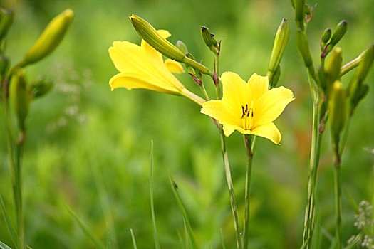 萱草属植物,黄色